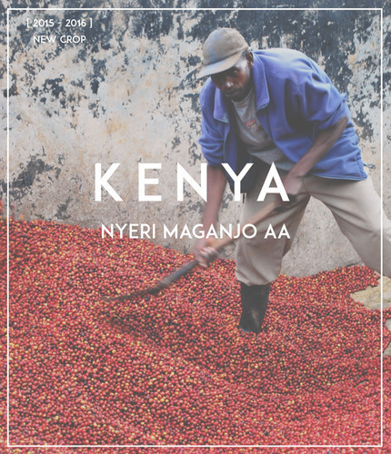 [스티즈 커피] 케냐 Nyeri Maganjo AA _SLS-017